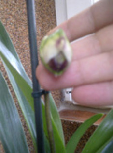 47792667_XZKHSQTPW - Paphiopedilum