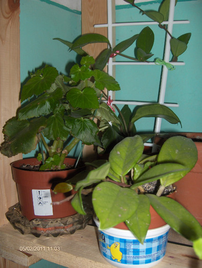 begonia alba si...februarie 2012