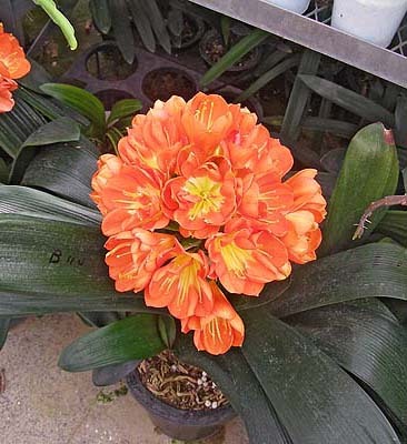 clivia multipetal-japonia