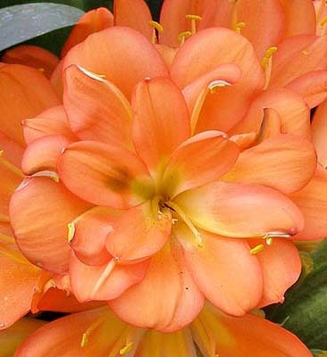 multipetal hibridizator Mr. Hiroshi Mitsuhashi -Japonia