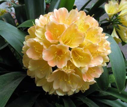 Mr. Hiroshi Mitsuhashi -Japonia - Expozitii Clivia