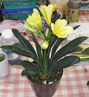 Mr. Hiroshi Mitsuhashi -Japonia - Expozitii Clivia