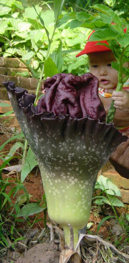 Amorphophallus paeoniifolius