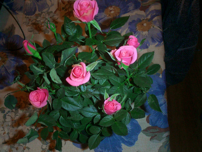 Mini rosa - Diverse flori balcon 2012