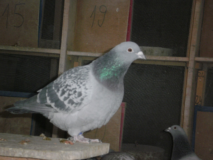 P2050014 - Porumbei de zbor 2012