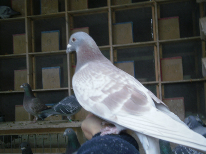 P2050017 - Porumbei de zbor 2012