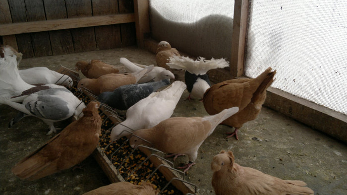 05022012236 - m ornament feb 2012