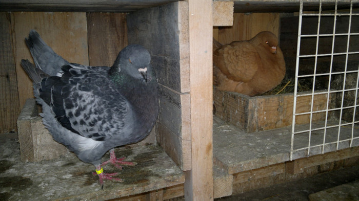 05022012239 - m ornament feb 2012