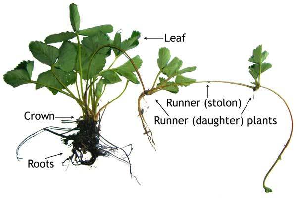 strawberry-plant-anatomy[1]; Ranaru Capsunului  si modu de inmultire a capsunilor   soiu cavalierului canadian
