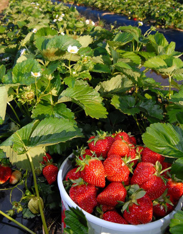 strawberry-plants-GEXPERT-de[1]; Capsuni cavalier canadian

