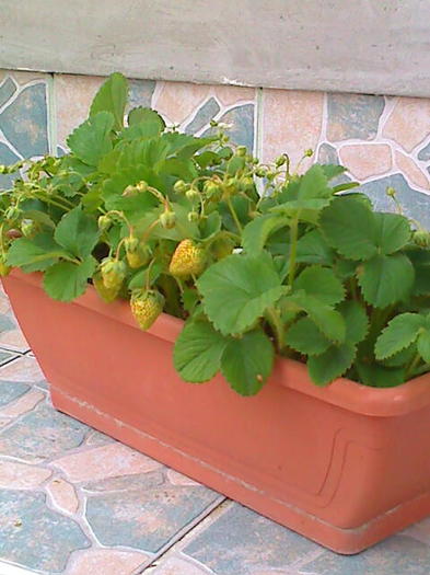 moto_0686; Capsuni in jardiniera 
soi Cavalier Canadian
