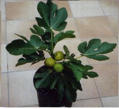 figtree1[1]; smochin cleopatra
