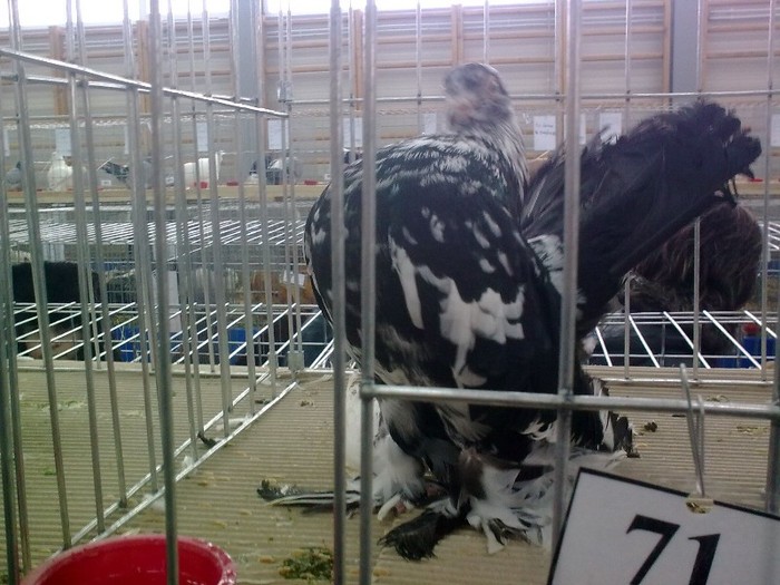 expo rasnov 2012