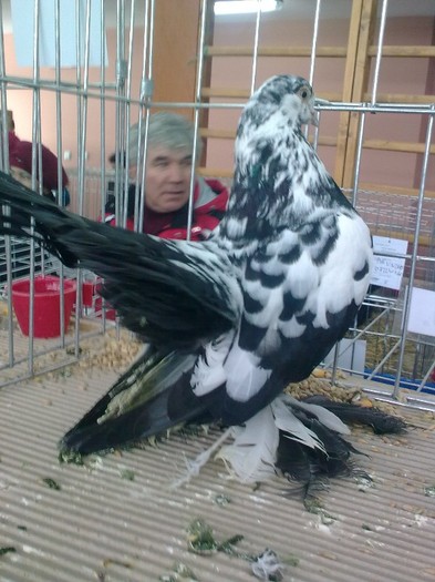 expo rasnov 2012