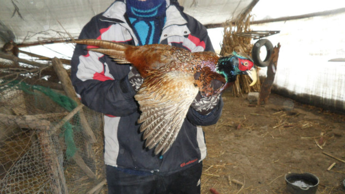 SAM_8566 - FAZANI COMUNI SI TENEBROSI