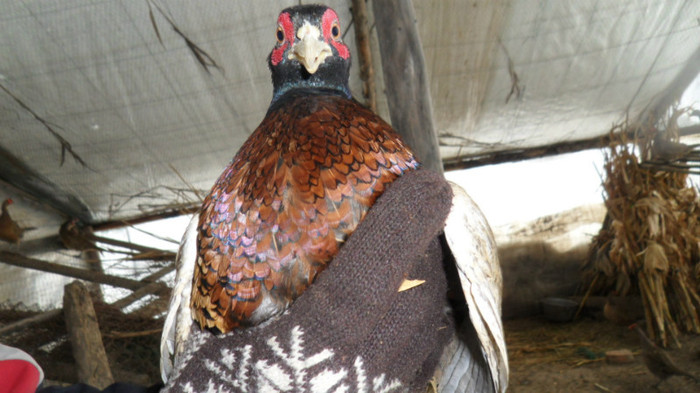 SAM_8585 - FAZANI COMUNI SI TENEBROSI