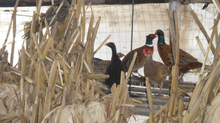 SAM_8590 - FAZANI COMUNI SI TENEBROSI