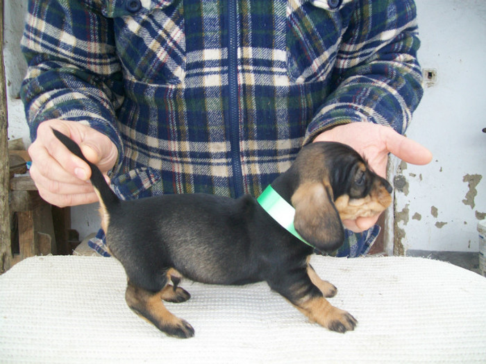 05 02 2012 021 - litera B din MAX si MAYA  2011