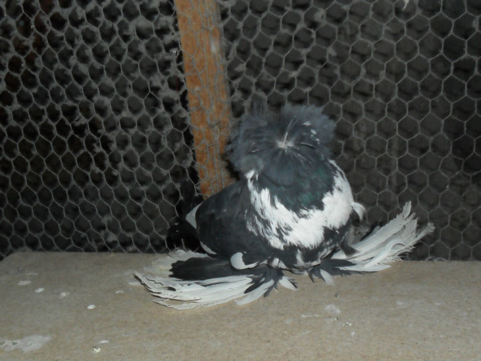 SAM_4304 - buhara 2012 bokharapigeons