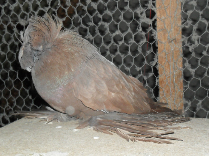 SAM_4309 - buhara 2012 bokharapigeons