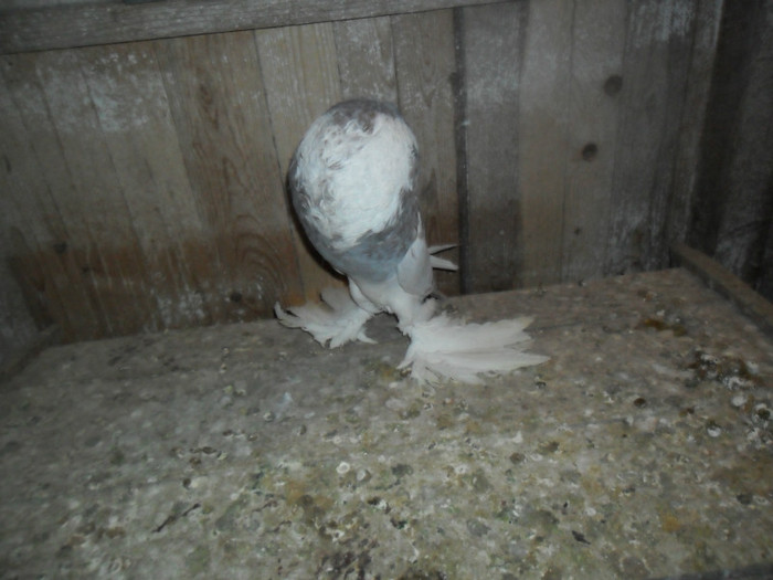 SAM_4339 - buhara 2012 bokharapigeons