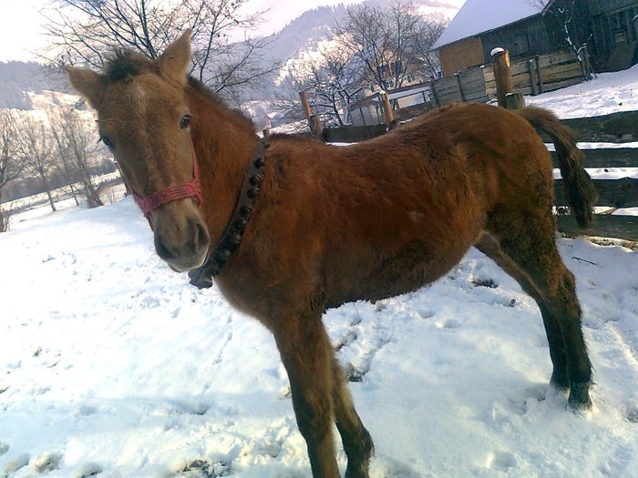 iarna - L Caiii meii