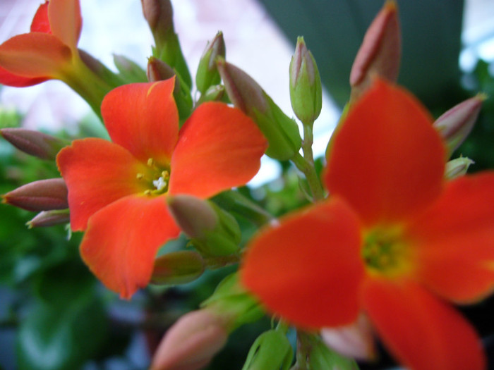 P1010845 - kalanchoe 2012 - iarna