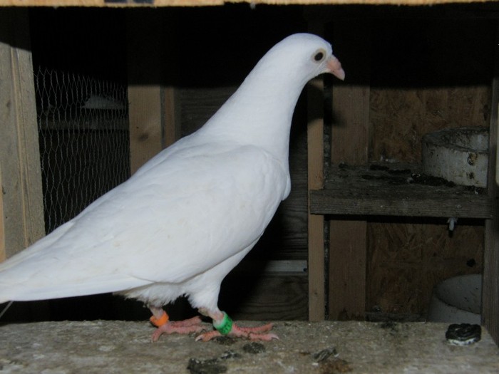 P2060062 - porumbei albi pentru nunti botezuri sau altfel de evenimente festive