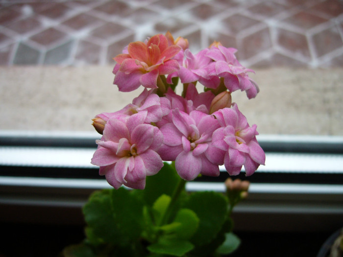 P1010840 - kalanchoe 2012 - iarna