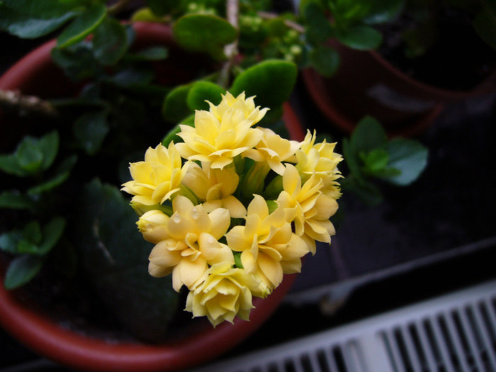 P1010841 - kalanchoe 2012 - iarna