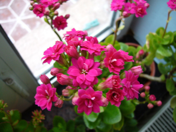 P1010843 - kalanchoe 2012 - iarna