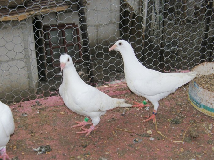 P2060064 - porumbei albi pentru nunti botezuri sau altfel de evenimente festive