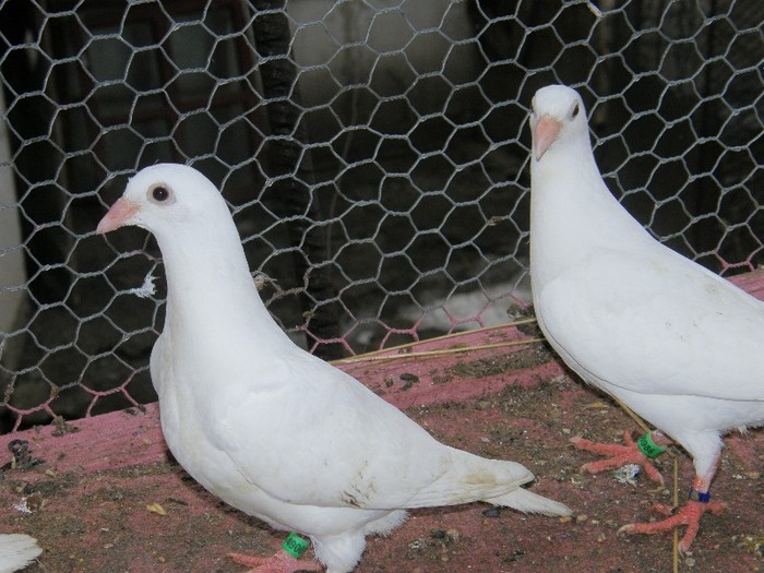 P2060065 - porumbei albi pentru nunti botezuri sau altfel de evenimente festive