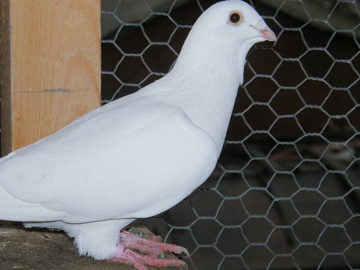 P2060067 - porumbei albi pentru nunti botezuri sau altfel de evenimente festive