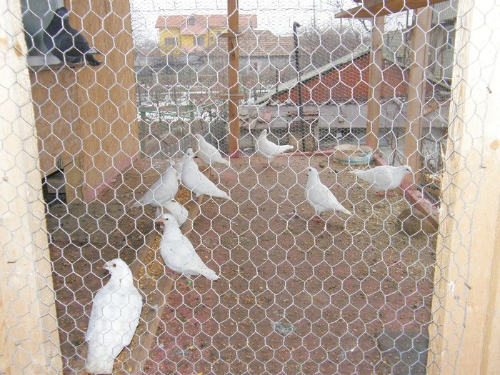 P2060077 - porumbei albi pentru nunti botezuri sau altfel de evenimente festive
