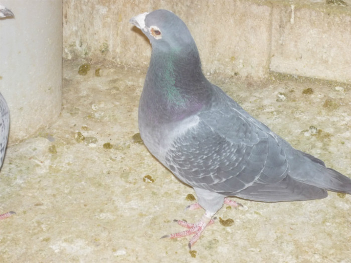 m 2007 - poze noi 05-02-2012
