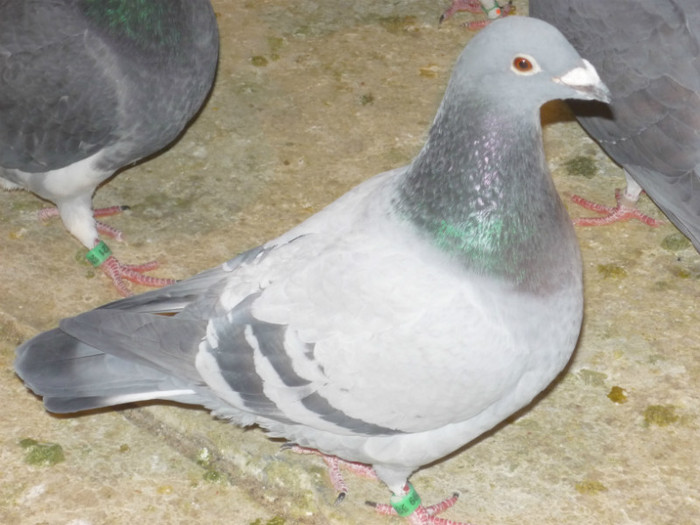 m-2011 - poze noi 05-02-2012