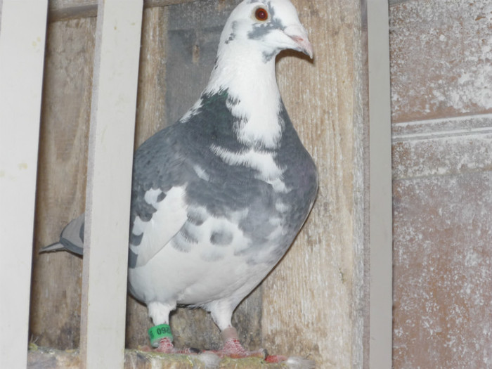 f 2011-din catrisse-o3