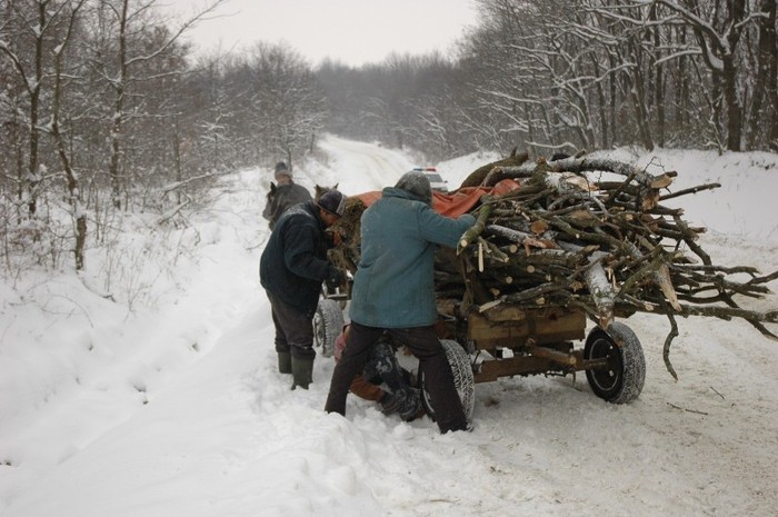 in padure la Hadimbu - A sosit iarna la Iasi 2012