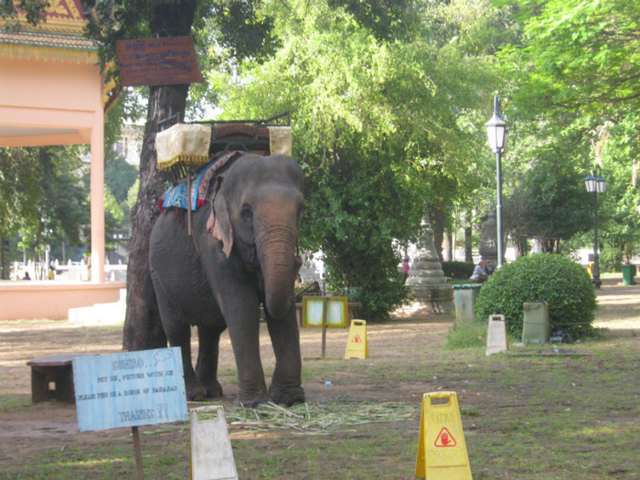 Un elefant isi asteapta clientii - Cambodgia