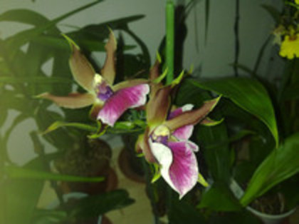 31.01.2012 - ZYGOPETALUM