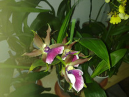 31.01.2012 - ZYGOPETALUM