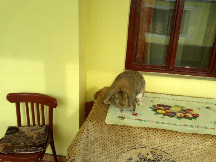 Berbec german aguti; Berbec german aguti
