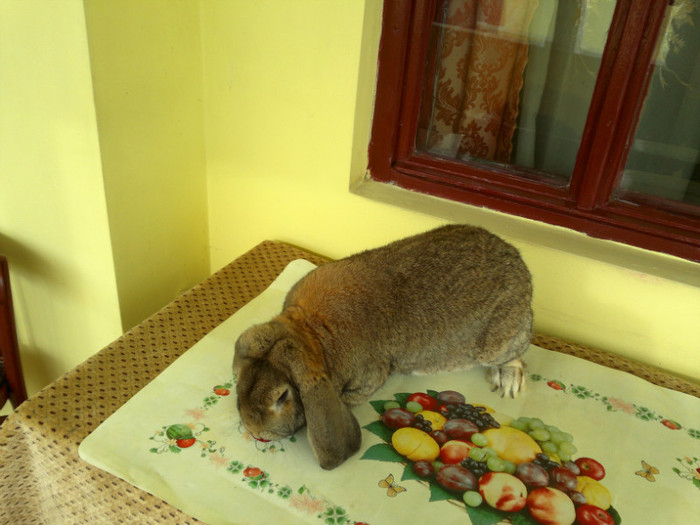 tot el  6,8 kg - iepuri ian 2012