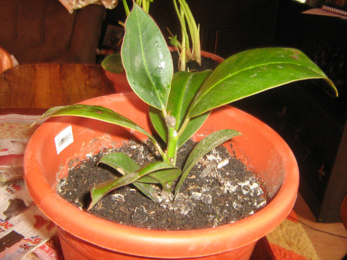 ficus (sper sa reziste) - alte plante de interior
