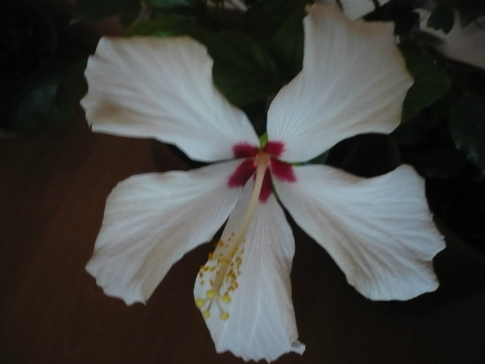 P1110426 - HIBISCUSI 2012-1