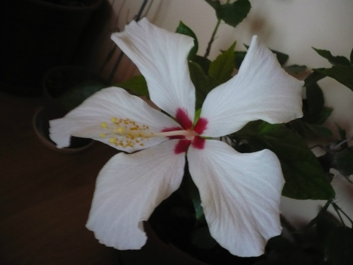 P1110427 - HIBISCUSI 2012-1