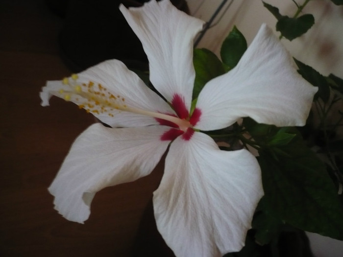 P1110428 - HIBISCUSI 2012-1