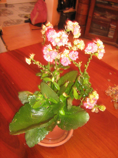 kalachoe roz - alte plante de interior