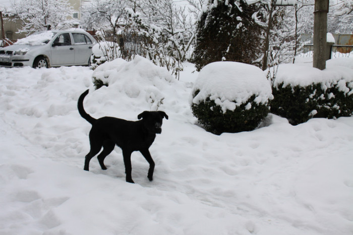 IMG_5168 - CANE CORSO